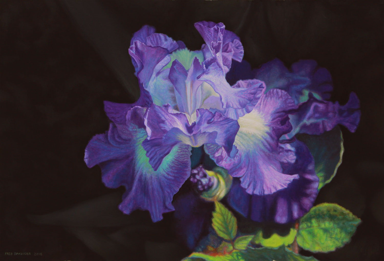 Blue Iris