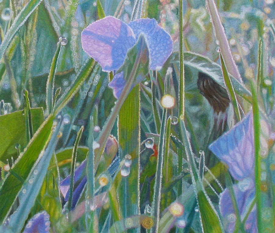 Dew shines in the morning grass