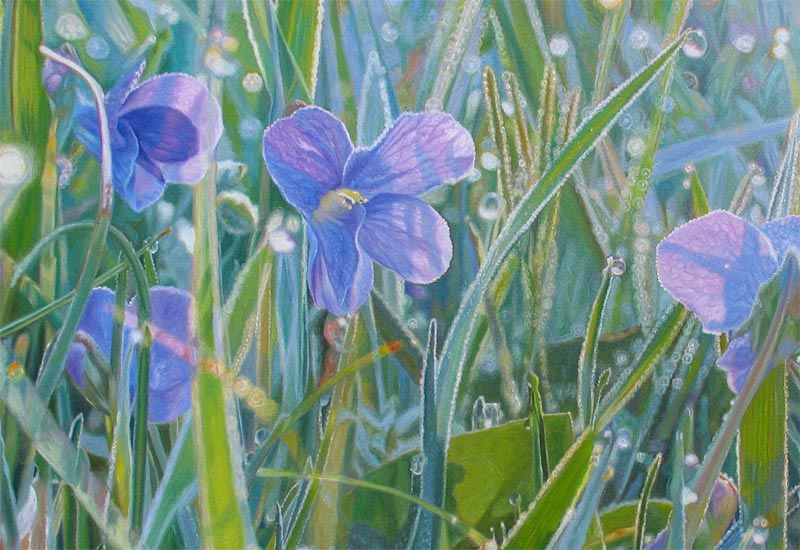 Dew shines in the morning grass