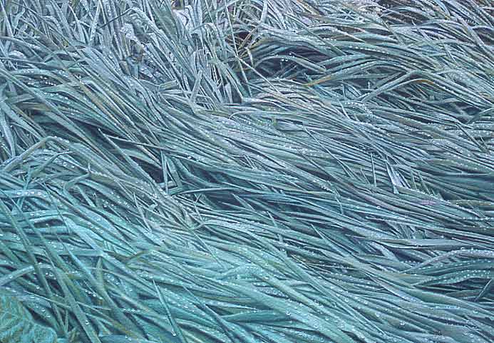 Wind across grass