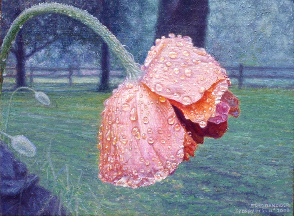 The Wet Poppy
