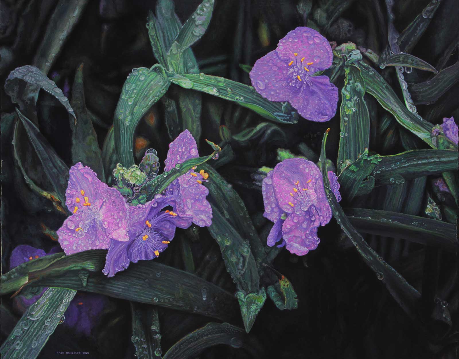 spiderwort