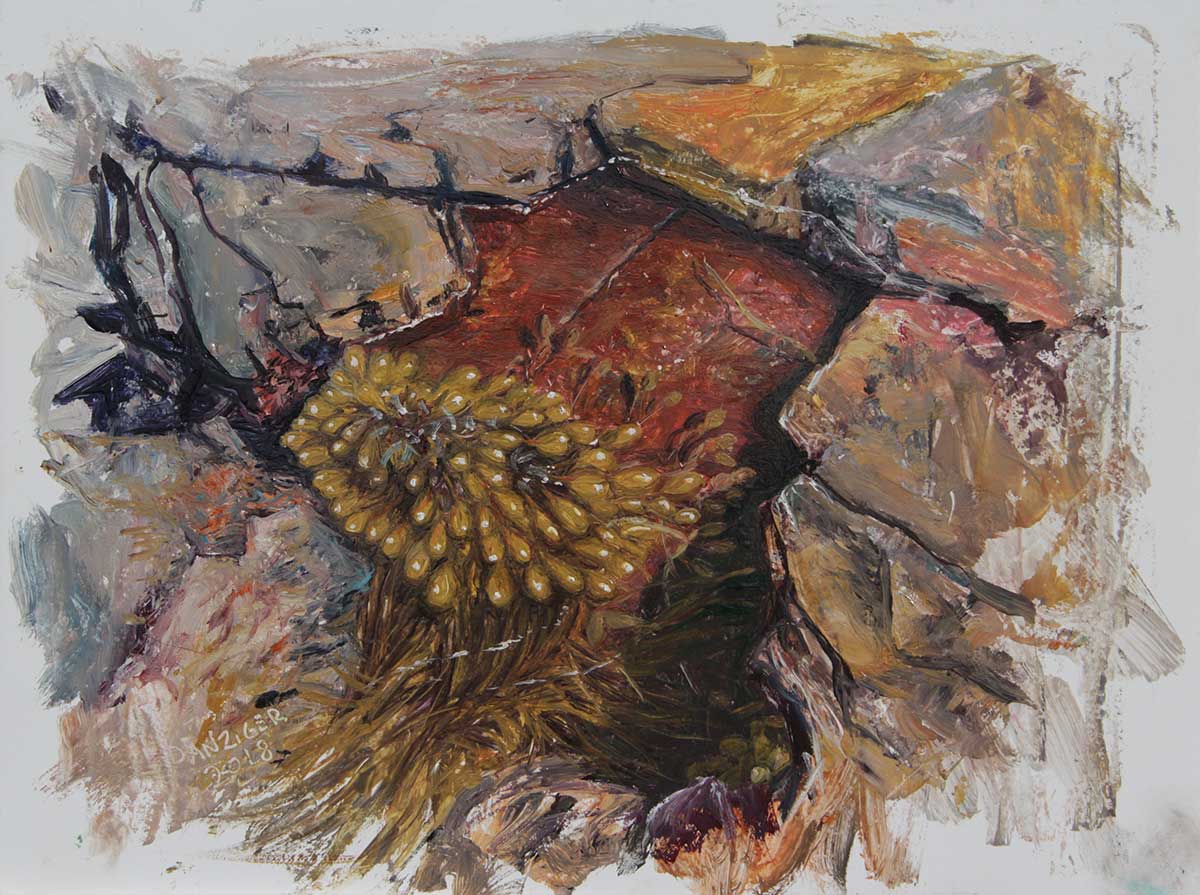 tide pools